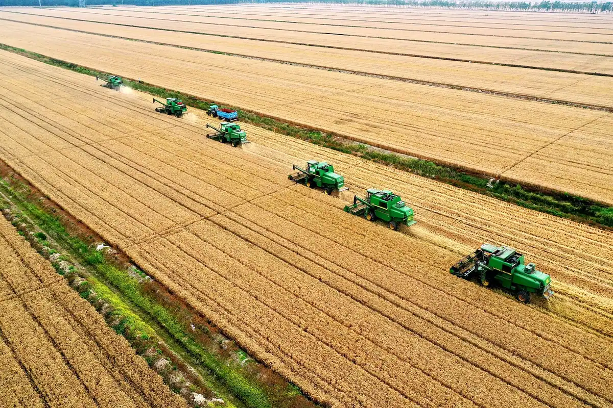 Vedere aeriană a unui teren agricol, cu tractoare care recoltează siloz sub cer senin