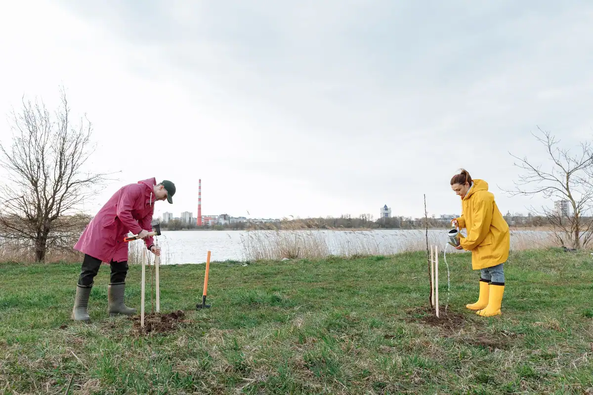 Doi voluntari plantează copaci pe malul unui râu