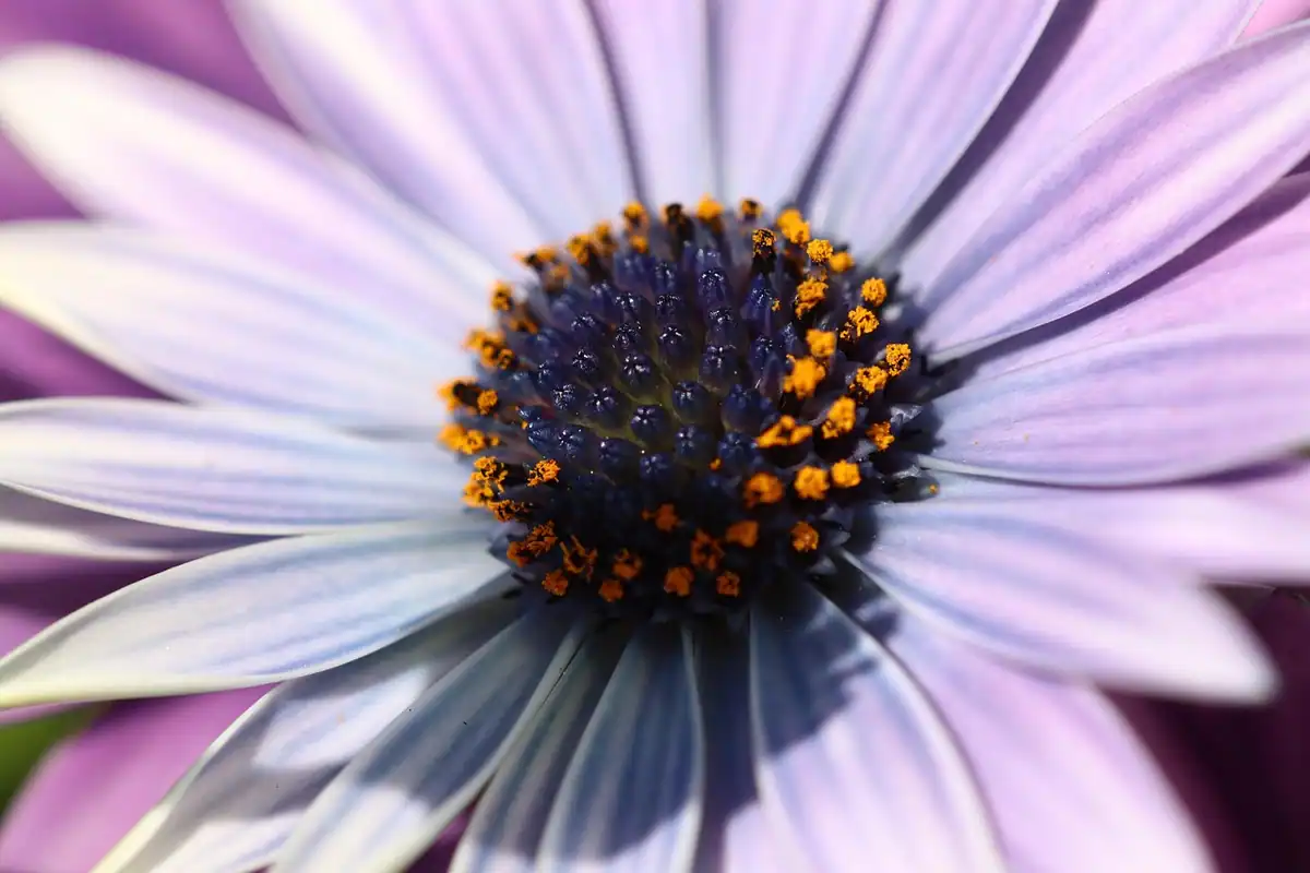Floare mov cu petale și stamine, fotografiată de aproape, în natură